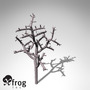 XfrogPlants Pencil Cholla