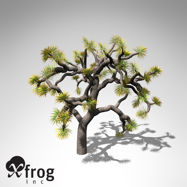 joshua tree plant 3d model - XfrogPlants Joshua Tree... by xfrog