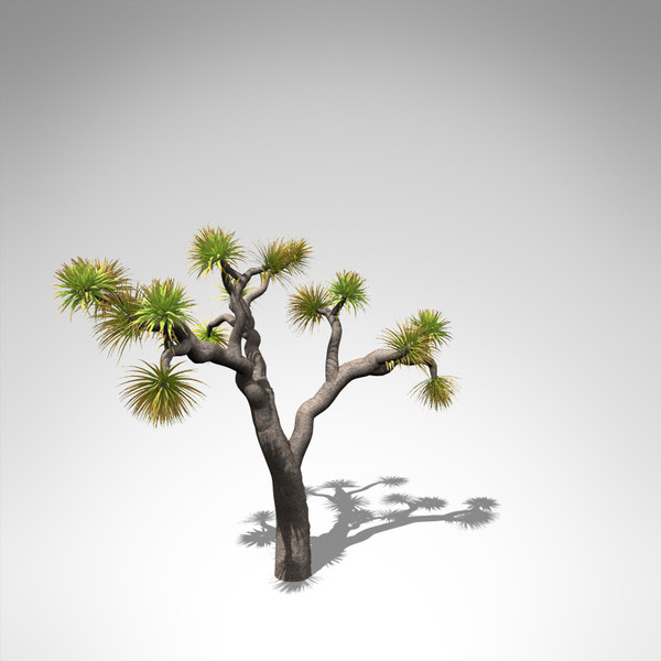 joshua tree plant 3d model - XfrogPlants Joshua Tree... by xfrog