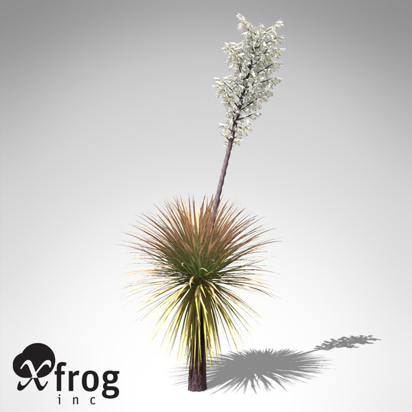 soaptree yucca plant 3d model - XfrogPlants Soaptree Yucca... by xfrog