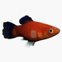 3d model platy fish