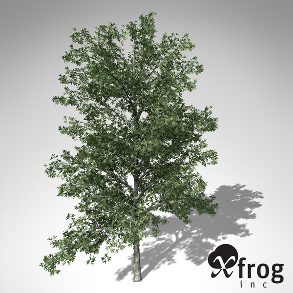 c4d xfrogplants shagbark hickory tree - XfrogPlants Shagbark Hickory... by xfrog