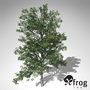 c4d xfrogplants shagbark hickory tree