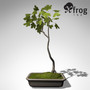 3d xfrogplants bonsai field maple