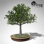 3ds max xfrogplants bonsai european beech