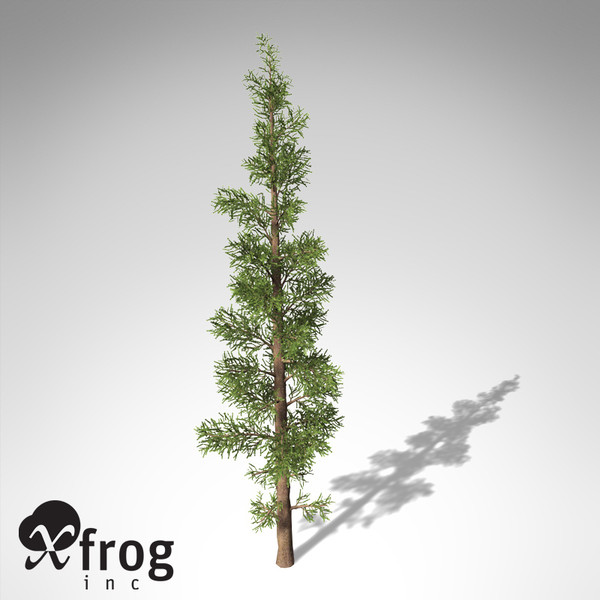 xfrogplants subalpine fir tree max - XfrogPlants Subalpine Fir... by xfrog