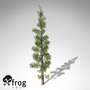 xfrogplants subalpine fir tree max