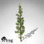 XfrogPlants Subalpine Fir