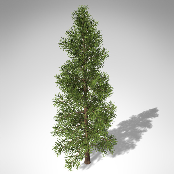 xfrogplants subalpine fir tree max - XfrogPlants Subalpine Fir... by xfrog