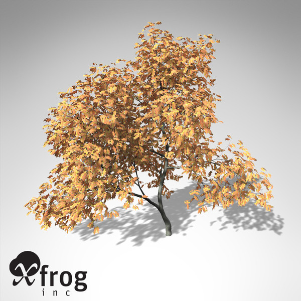 lightwave xfrogplants vine maple tree - XfrogPlants Vine Maple... by xfrog
