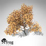 lightwave xfrogplants vine maple tree