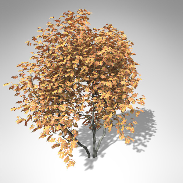 lightwave xfrogplants vine maple tree - XfrogPlants Vine Maple... by xfrog