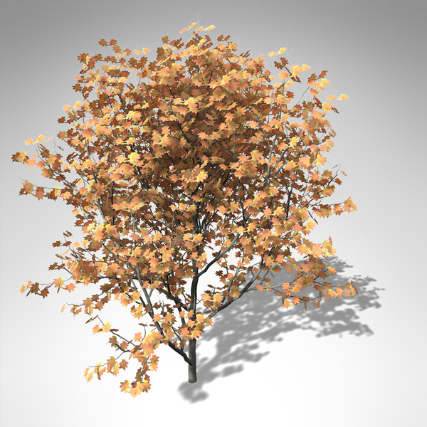 lightwave xfrogplants vine maple tree - XfrogPlants Vine Maple... by xfrog