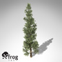 xfrogplants incense cedar tree c4d
