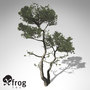 3d model xfrogplants monterey cypress tree