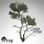 XfrogPlants Monterey Cypress