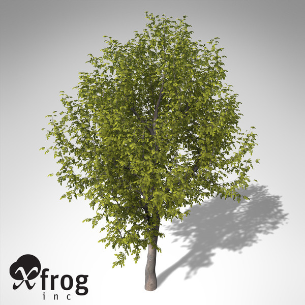 xfrogplants oregon ash tree 3ds - XfrogPlants Oregon Ash... by xfrog