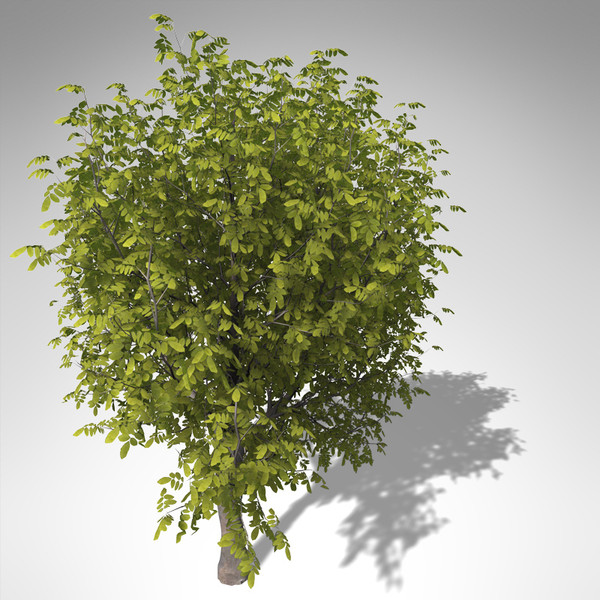 xfrogplants oregon ash tree 3ds - XfrogPlants Oregon Ash... by xfrog