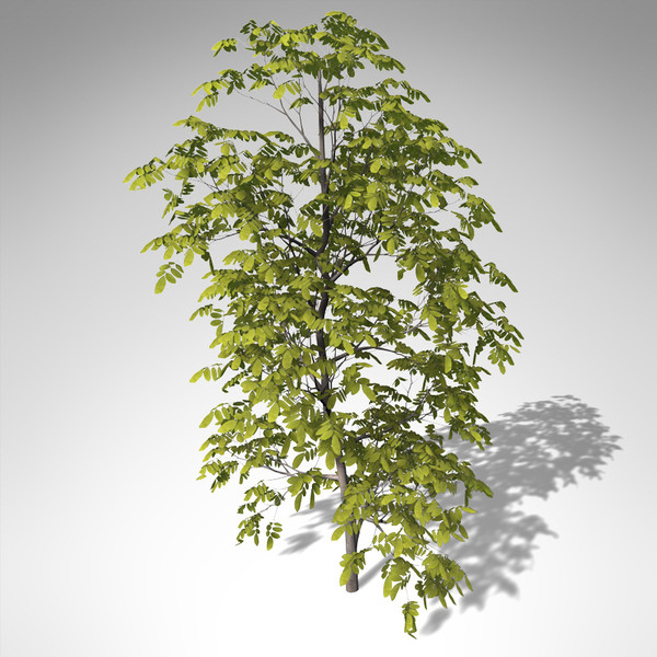 xfrogplants oregon ash tree 3ds - XfrogPlants Oregon Ash... by xfrog