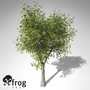 3d model of xfrogplants little walnut tree
