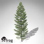 xfrogplants brewer spruce tree c4d