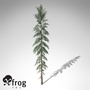 3d xfrogplants white spruce tree