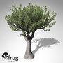 xfrogplants bristlecone pine tree 3d 3ds