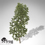 3d xfrogplants pinyon pine tree model