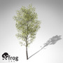 3d model xfrogplants balsam poplar tree