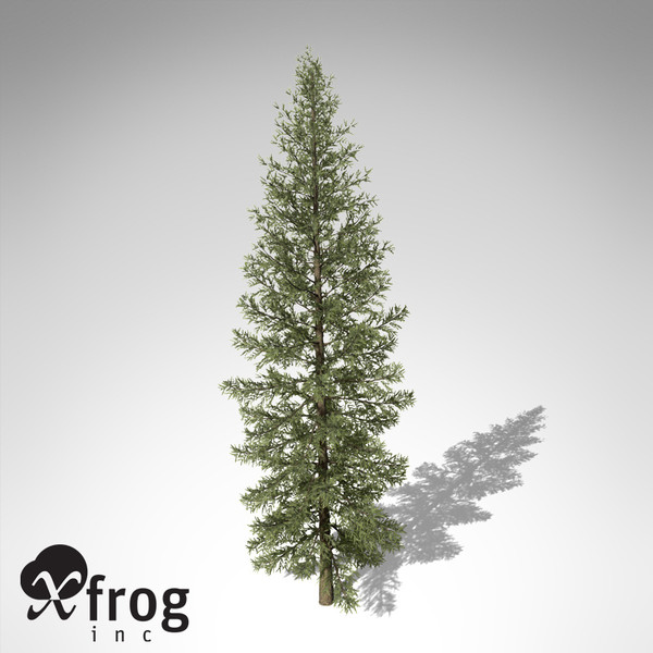 3d model xfrogplants douglas fir tree - XfrogPlants Douglas Fir... by xfrog