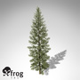 3d model xfrogplants douglas fir tree