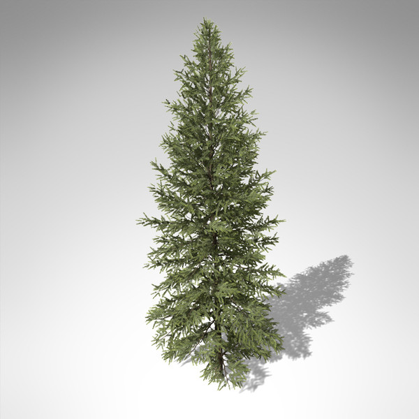 3d model xfrogplants douglas fir tree - XfrogPlants Douglas Fir... by xfrog