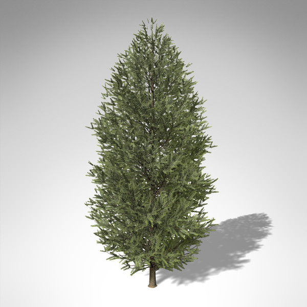 3d model xfrogplants douglas fir tree - XfrogPlants Douglas Fir... by xfrog