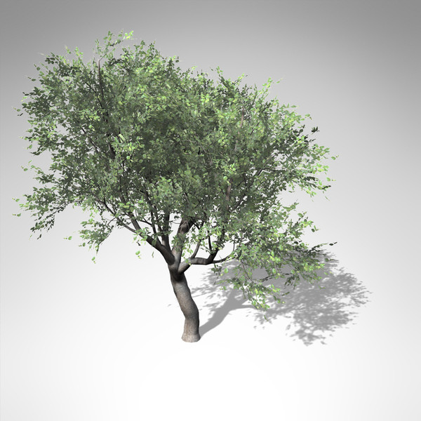 coast live oak tree 3d model - XfrogPlants Coast Live Oak... by xfrog