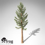 giant sequoia tree planted 3d model