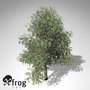 3d xfrogplants pacific yew tree model