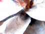 pine cone