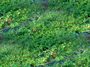 plants 02