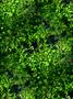plants 01