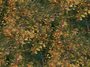 plants 03