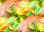 flowers 01