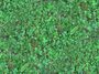 plants 04