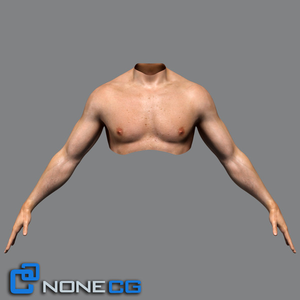 realistic male torso rigged man 3d max - Adult Male Torso Rigged... by NONECG