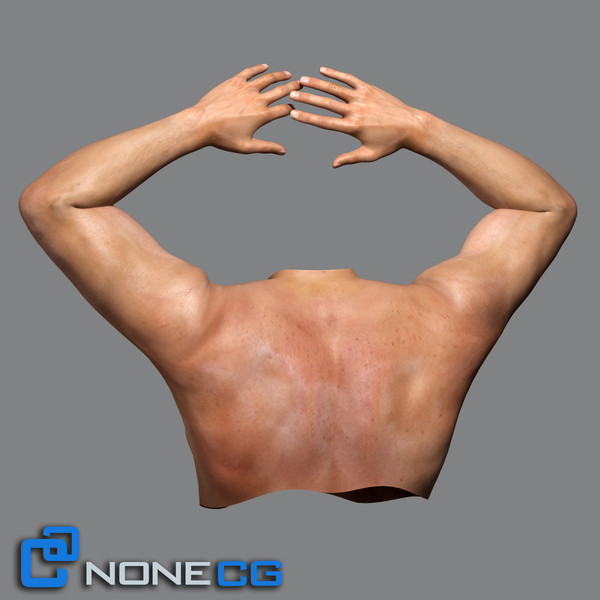 realistic male torso rigged man 3d max - Adult Male Torso Rigged... by NONECG