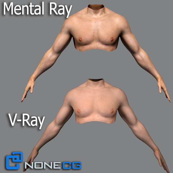 realistic male torso rigged man 3d max - Adult Male Torso Rigged... by NONECG