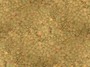 lentils 03