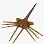 facehugger unrigged basic 3d model