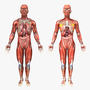3d rigged - human male model