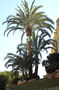 3 PALM TREE