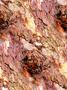 red bark
